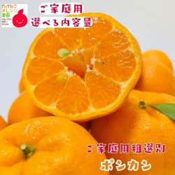 ポンカン産地直送販売所 ご家庭用わけありポンカン 10kg《送料無料