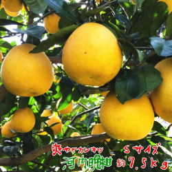 河内晩柑