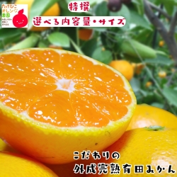 外成完熟有田みかん