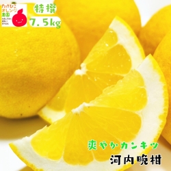 河内晩柑