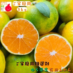 ゆら早生有田みかん