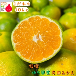 ゆら早生有田みかん