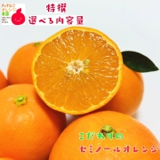 特撰　セミノールオレンジ