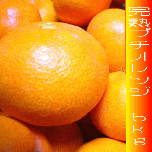 小さな有田みかんプチオレンジ