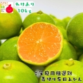 訳あり青切り有田みかん
