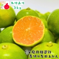 訳あり　青切り有田みかん