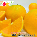 国産バレンシアオレンジ