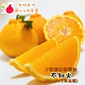 不知火　デコポンと同品種