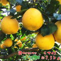 河内晩柑