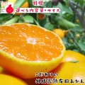 外成完熟有田みかん