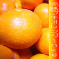 小さな有田みかん“完熟プチオレンジ”