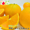 国産バレンシアオレンジ