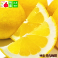 河内晩柑