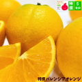 特撰 バレンシアオレンジ