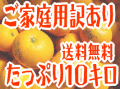 ご家庭用わけあり木成完熟八朔
