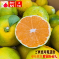 ゆら早生有田みかん