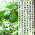 未熟果摘果みかん