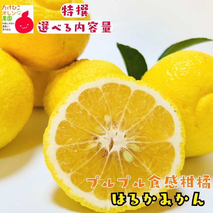 2.6●２箱セット1●長崎から直送♪あまーい、はるかみかん●Ｍサイズ*20ｋｇ はるかみかん産地直送販売所 はるか