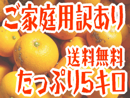 ご家庭用わけあり木成完熟八朔