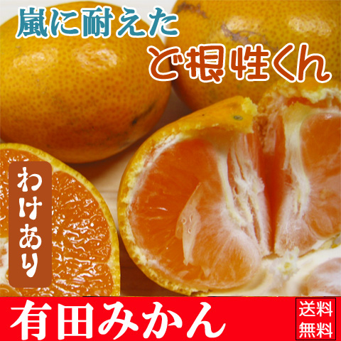 わけあり大小混合ど根性くん5kg プロが選んだ甘さの一品！