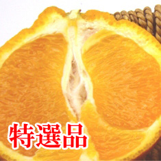 3月発送、木になるスィーツ、熟デコ 特選 約5kg