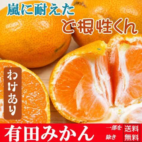 わけあり大小混合ど根性くん5kg プロが選んだ甘さの一品!