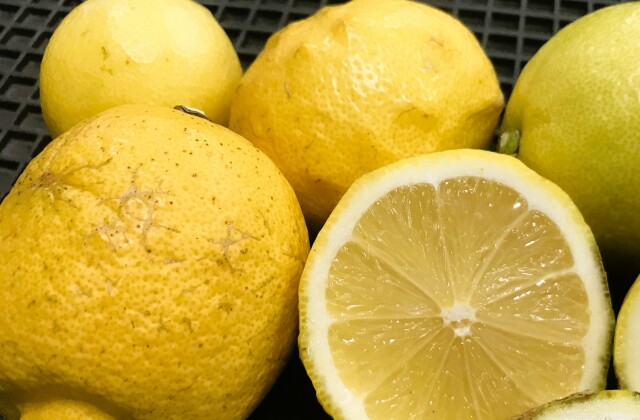 [ど根性レモン] 3kg入り　収穫直送、農薬控えめ新鮮大小混合