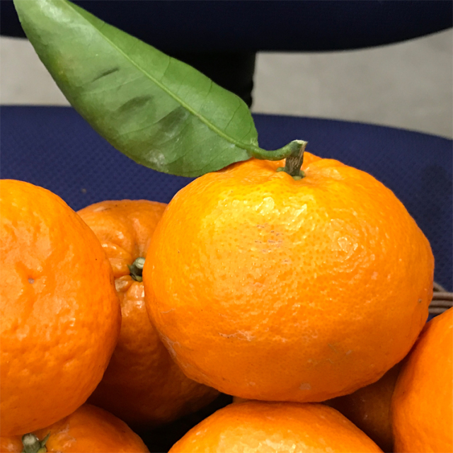 濃厚な風味と果汁滴る”のうろく”　大小混合3kg　希少なみかん、かんきつ中間母本農6号