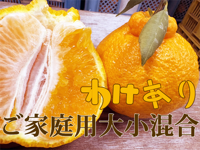 3kg入り 3月発送、木になるスィーツ、熟デコ、わけあり大小混合