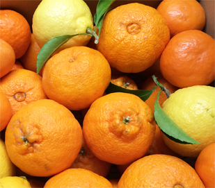 7kg入り 3月発送！春を彩るかんきつ詰め合わせセット