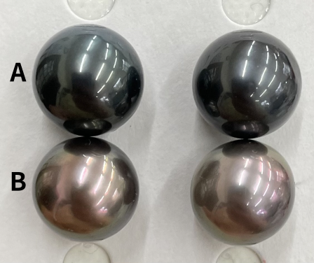 【お客様専用ご注文ページ】タヒチ黒蝶真珠ピアス【10mm】　e-260604a