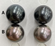 【お客様専用ご注文ページ】タヒチ黒蝶真珠ピアス【10mm】　e-260604a