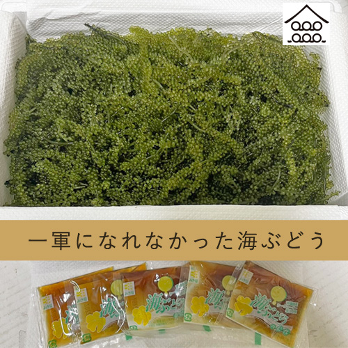 茎付海ぶどう（500ｇ） 海ぶどうの通販なら『kinchanchi 』