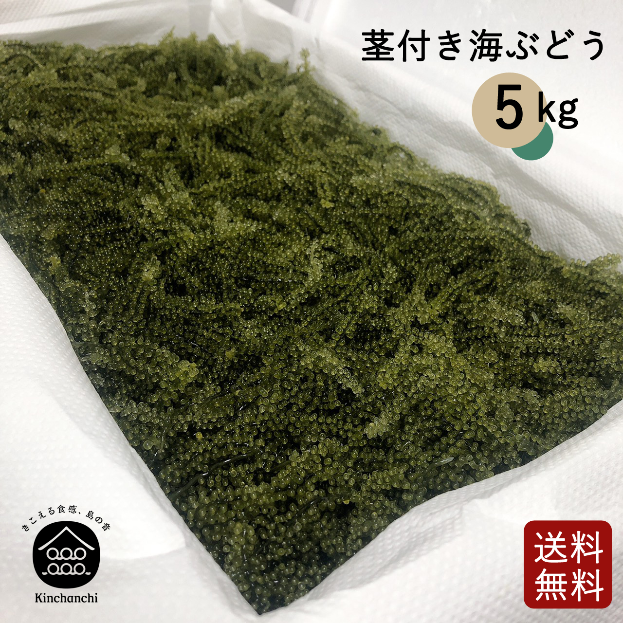 ワケあり茎付海ぶどう（5kg） 海ぶどうの通販なら『金ちゃんちの海 
