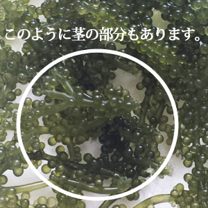 茎付海ぶどう（500g） 海ぶどうの通販なら『kinchanchi 』