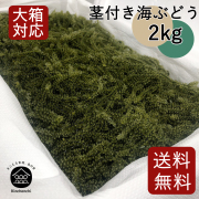 茎付き海ぶどう