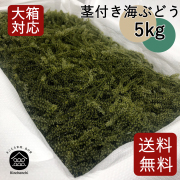 茎付き海ぶどう