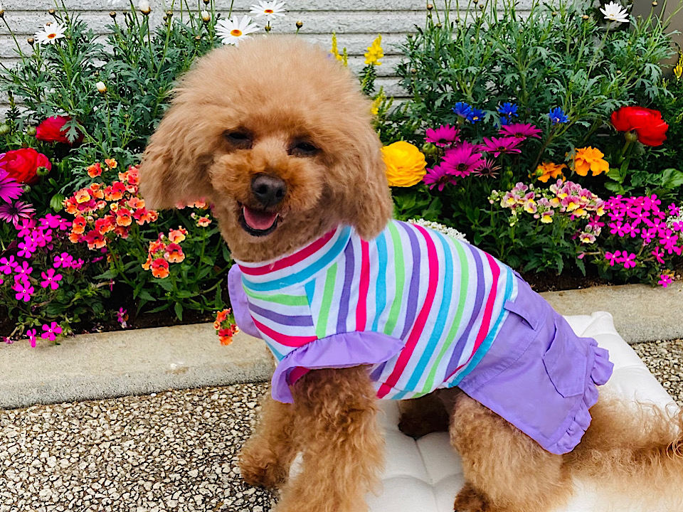 カラフルボーダーギャザーフリル付きワンピース