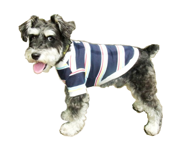 カラーボーダーTシャツ