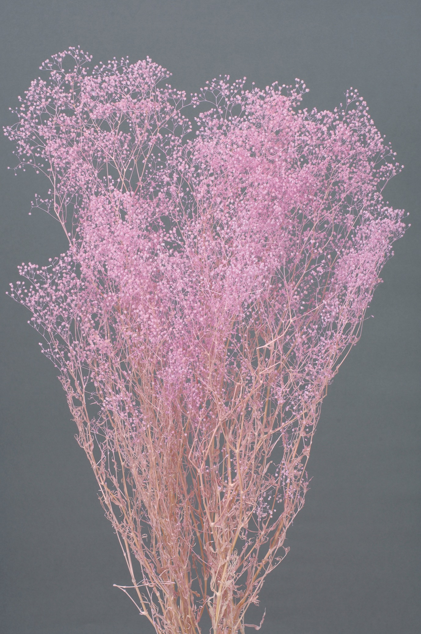 ミニカスミ草　パープル　00010-400