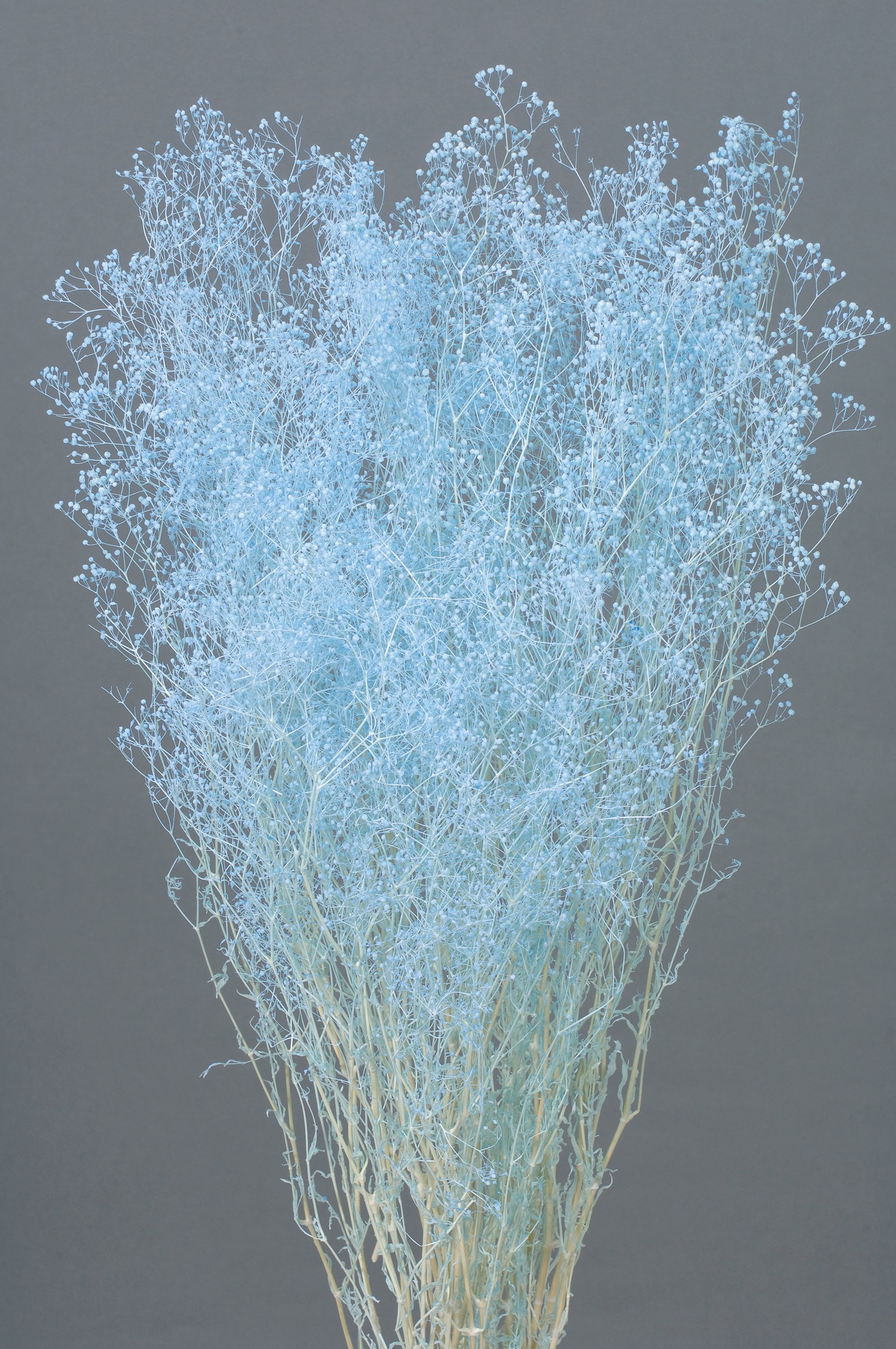 ミニカスミ草　ラベンダー　00010-410