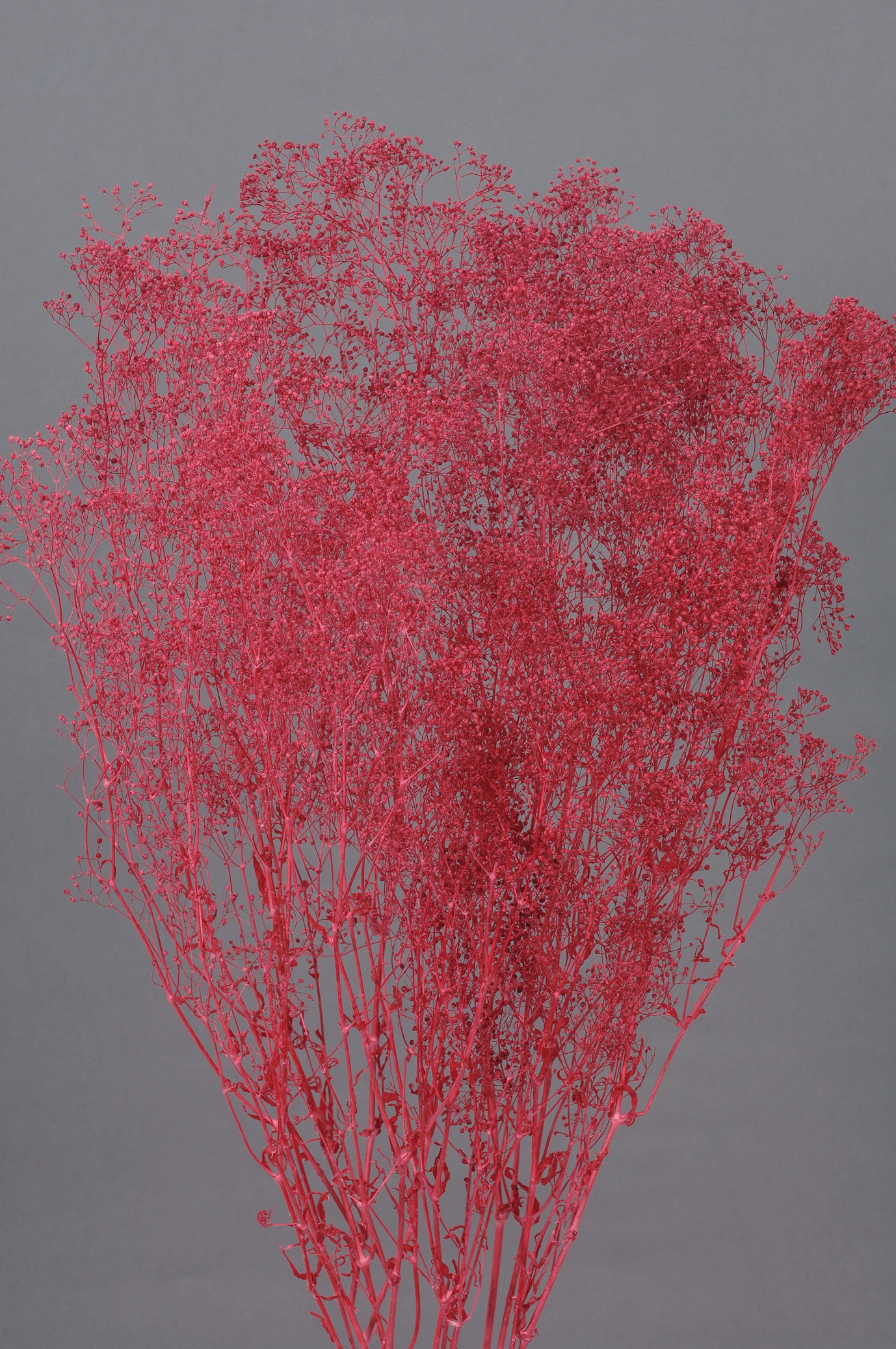 ミニカスミ草　ワイン　00010-480