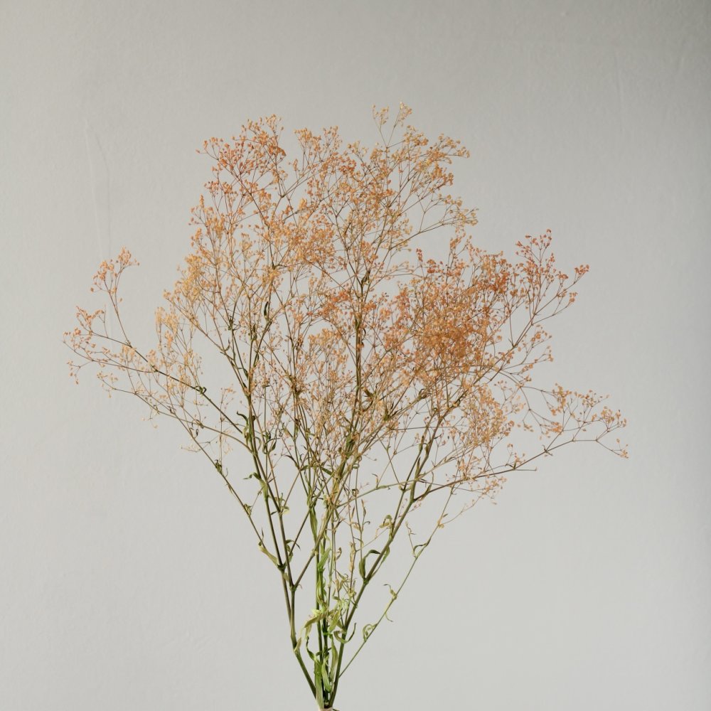 スーパーソフトミニカスミ草・フレア　オレンジ/グリーン　00025-370