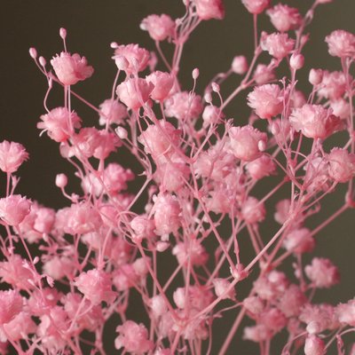 カスミ草・オーバータイム　ピンクロゼ　00042-122