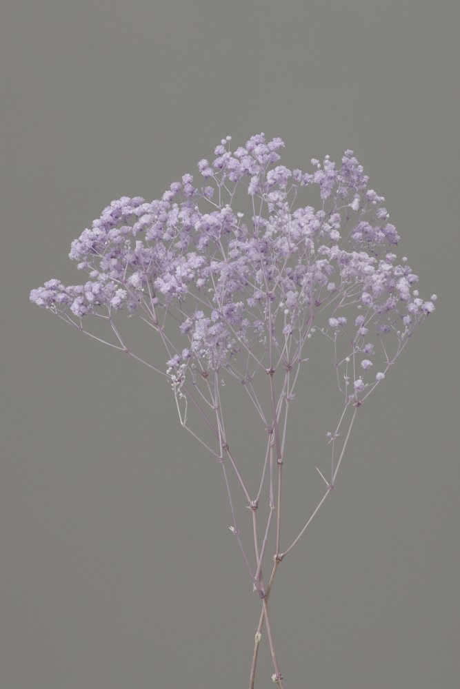 カスミ草・オーバータイム　パープル　00042-401　