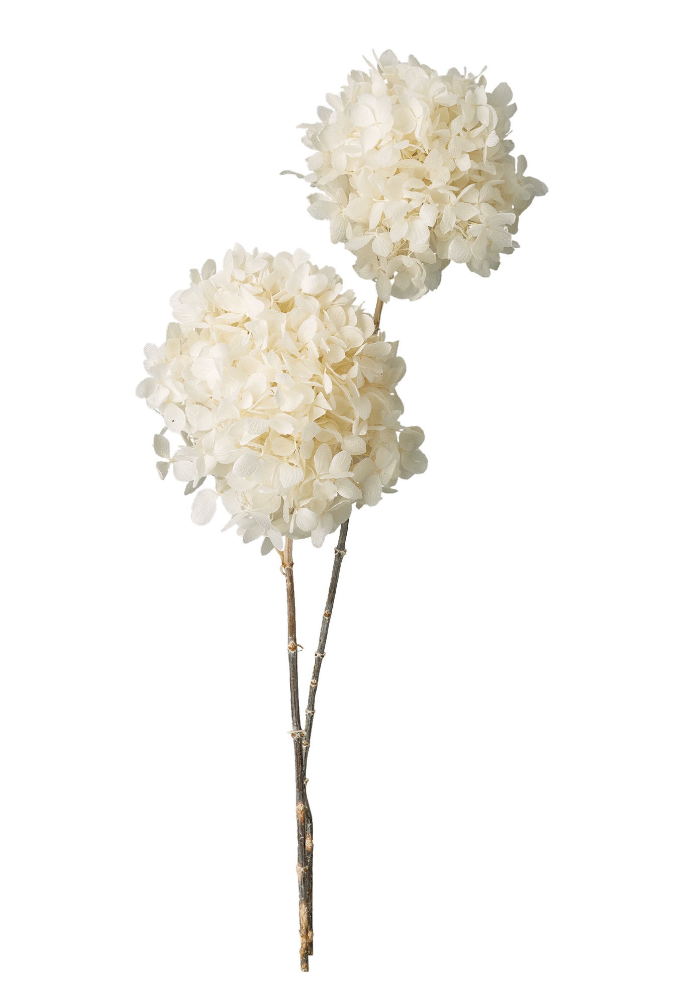 アジサイ・グランディフローラ・ステム付き　オフホワイト　00830-011