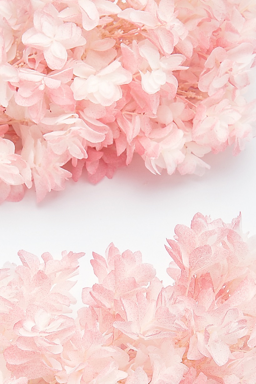 カシワバアジサイ・ヘッド（グラデーション加工）  ホワイトピンク　01075-103