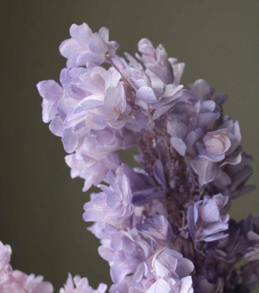 カシワバアジサイ・ヘッド　ピンクパープル　01075-142　