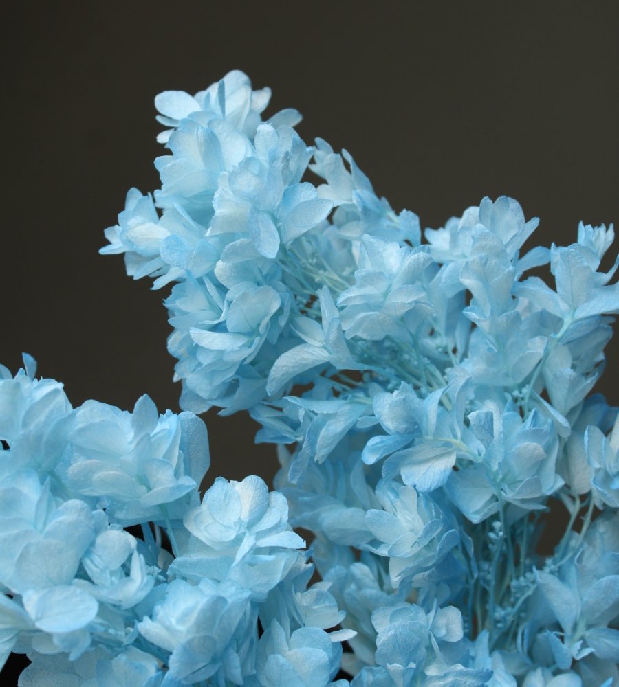 カシワバアジサイ・ヘッド　ブルーシアン　01075-661　