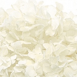 ゆめアジサイ・ヘッド　オフホワイト　01900-010